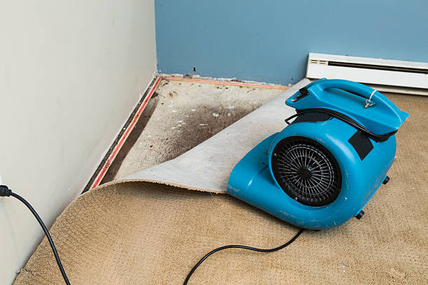 Best 24/7 water damage repair  in Alamosa East, CO